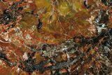 Colorful Petrified Wood (Araucarioxylon) Stand-up - Arizona #162900-1